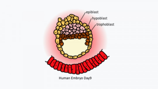 Epiblast: What it is and What Are Its Characteristics