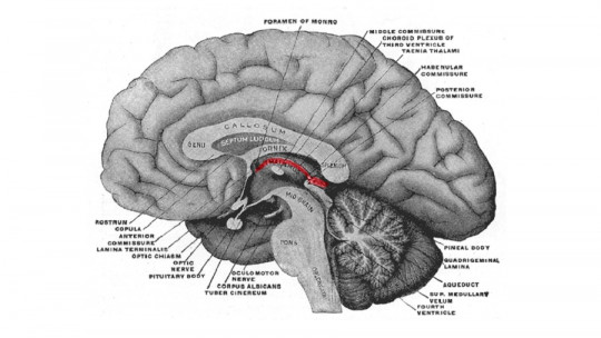 Epithalamus: Parts and Functions of This Brain Structure