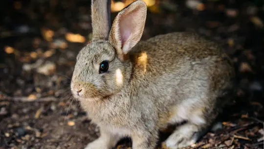 Evolutionary Rescue: What it is and How it Affects the Preservation of Species Evolutionary Rescue: What it is and How it Affects the