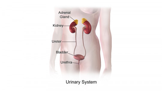 Excretory System: Characteristics, Parts and Operation