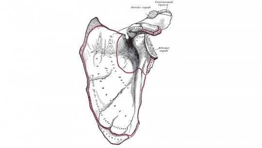 flat bones