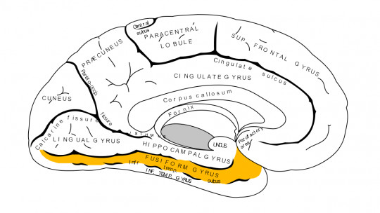 Fusiform Gyrus: Anatomy, Functions and Areas