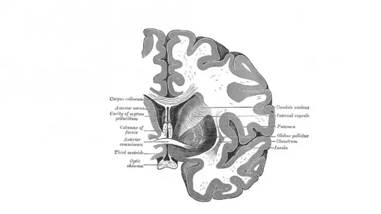 Globus pallidus structure functions and associated disorders