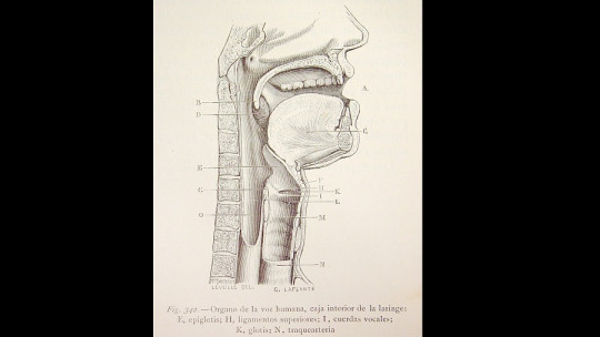 Glottis: Functions and Characteristics of This Part of the Body