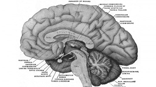 Habenula: What it Is, Characteristics and Functions in the Brain