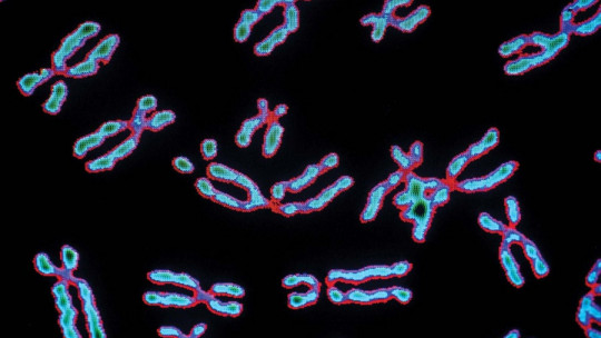 Heterozygous: What it Is, Characteristics and How it Affects Reproduction