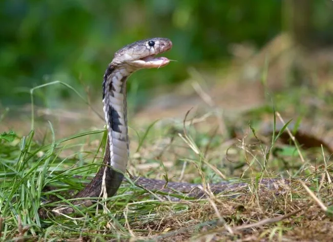 How Does Ophidiophobia Get Diagnosed?