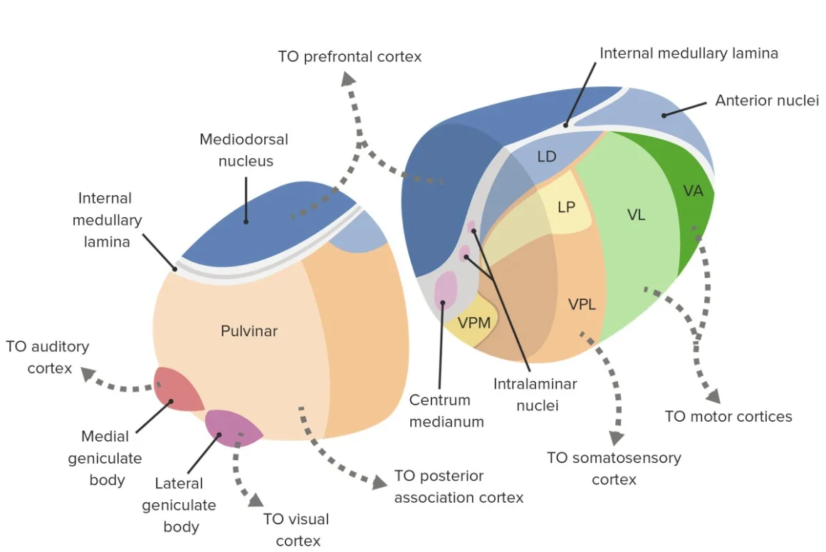 How Is the Thalamus Organized Into Nuclei?
