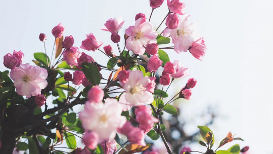 How Does Spring Affect Us on a Psychological Level?