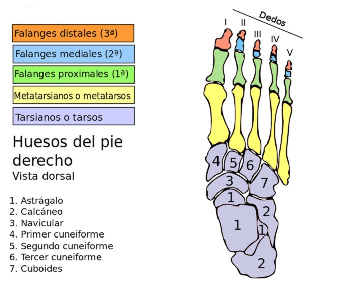 Foot bones