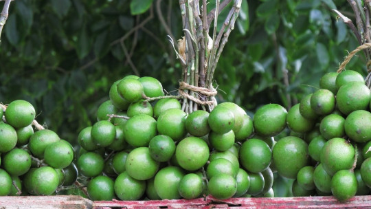 Huaya: Characteristics and Benefits of This Fruit