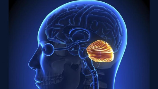 Human Cerebellum: Its Parts and Functions