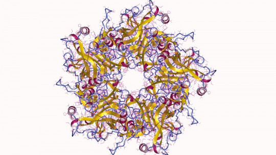 Human papilloma virus