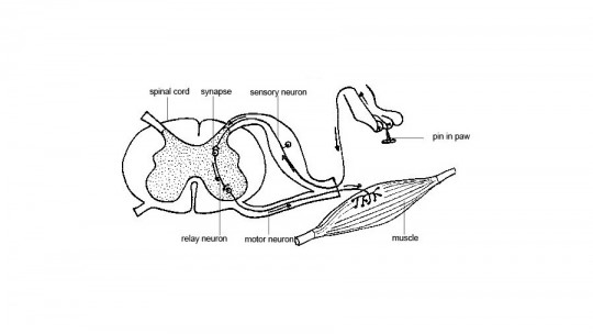 Interneuron: Characteristics of This Type of Nerve Cell