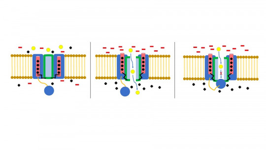 Ion channel