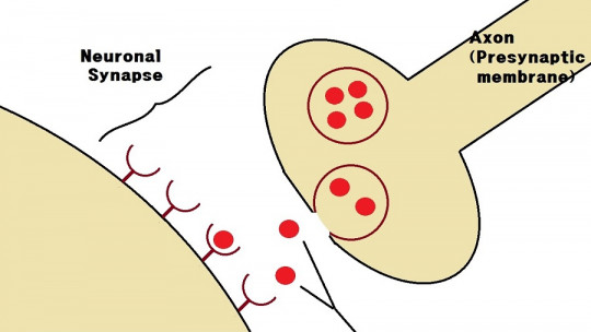 Kainate receptors