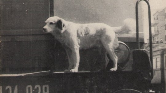 Lampo, the Dog That Traveled Through Italy by Train