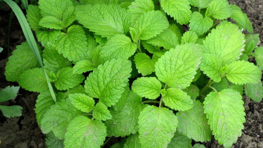 Lemon Balm: What it Is, Benefits and Uses of This