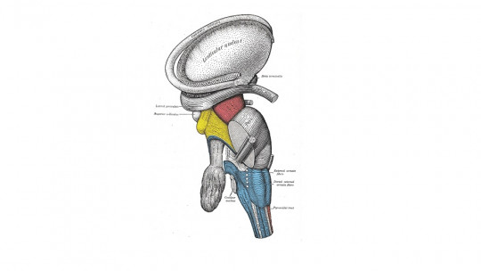 Lenticular Nucleus: Parts, Functions and Associated Disorders