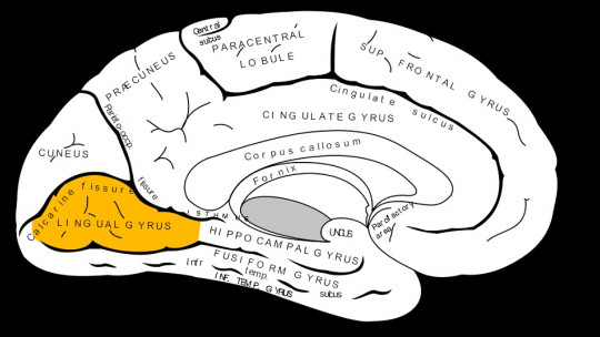 Lingual Gyrus: Functions and Characteristics of This Part of the