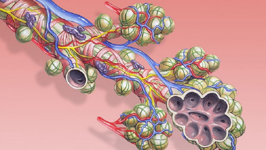 lung alveoli