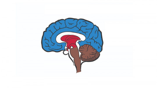 Maclean's Triune Brain Theory: What it is and What it