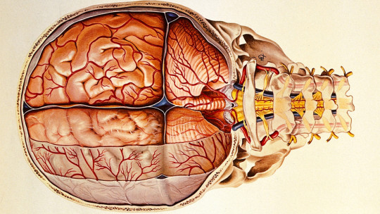 Meninges: Anatomy, Parts and Functions in the Brain