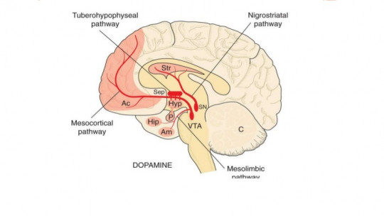 Mesocortical Pathway: Structures, Functions and Role in Psychoses