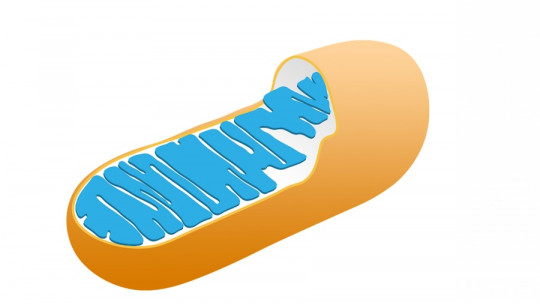 Mitochondria