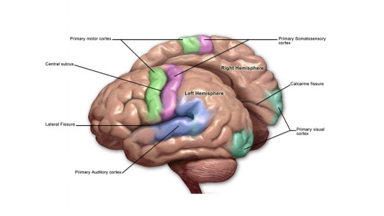 Motor Cortex of the Brain: Parts, Location and Functions