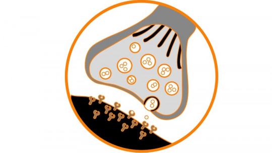 Muscarinic Receptors: What They Are and What Functions They Have