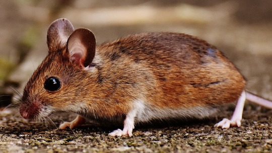 Musophobia: the Extreme Fear of Mice and Rodents in General