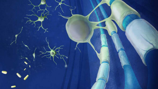 Myelin: Definition, Functions and Characteristics