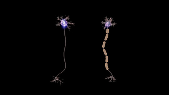 Myelination: What it is and How it Affects the Nervous