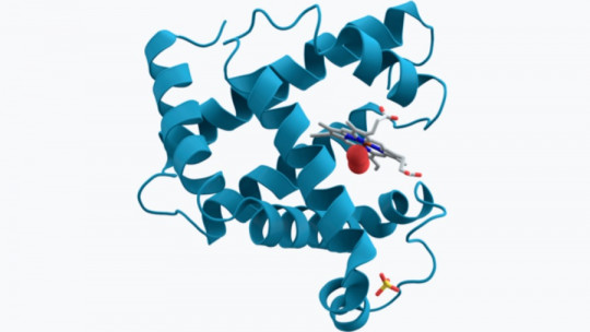 Myoglobin: What it Is, Characteristics and Functioning of This Protein