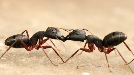 Ant phobia