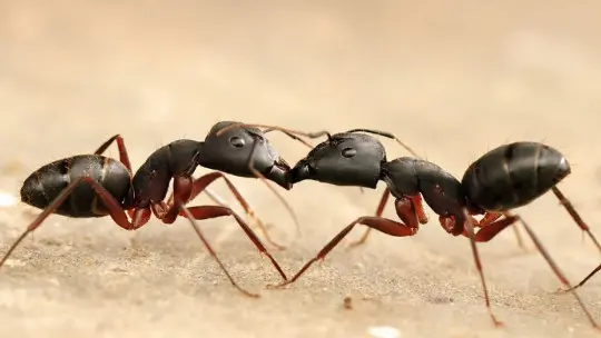 Myrmecophobia (phobia of Ants): Symptoms and Treatment Myrmecophobia (phobia of Ants): Symptoms and Treatment