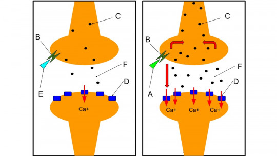 NMDA receptors