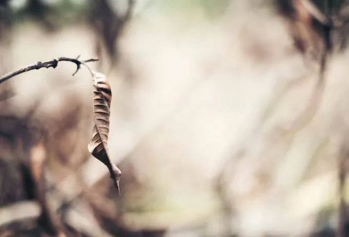 Natural Death: The Expected End