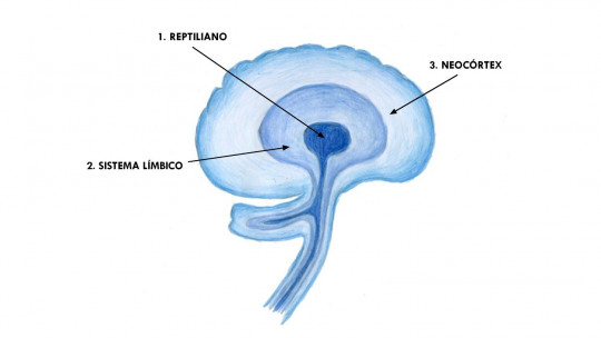 Neocortex (brain): Structure and Functions