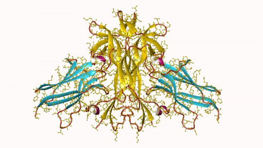 Nerve growth factor