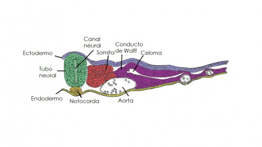 Neural tube