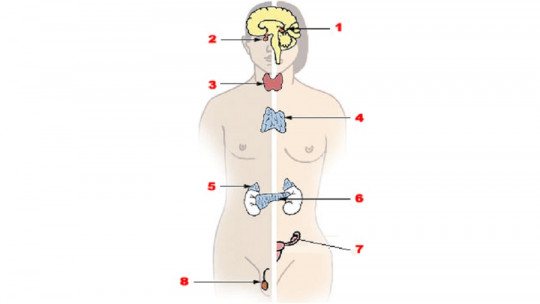 neuroendocrine system