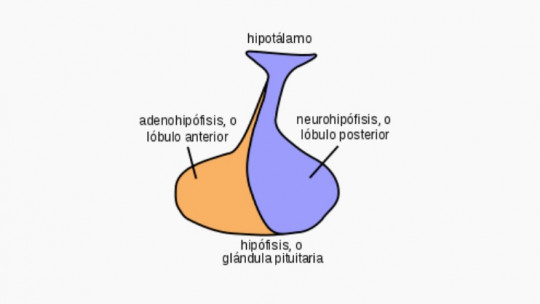 Neurohypophysis: Structure, Functions and Associated Diseases