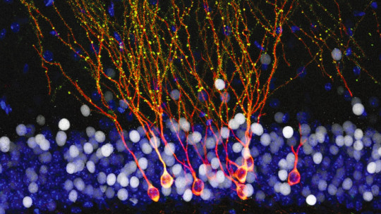 Neuronal Migration: This is How Nerve Cells Move