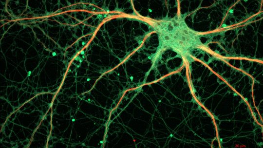 Neurotransmitters and Neuromodulators: How Do They Work?