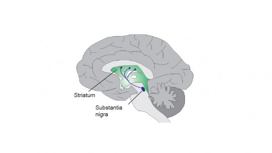 Nigrostriatal pathway.