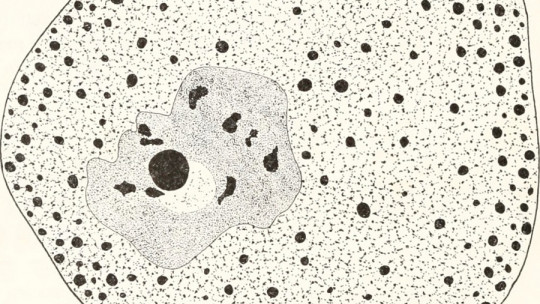 Nucleoplasm: What it Is, Parts and Functions