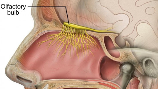 Olfactory Bulb: Definition, Parts and Functions