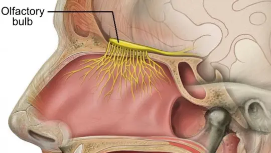 Olfactory bulb definition parts and functions